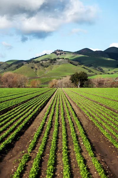 Rows of young green crops stretching towards rolling green hills under a blue sky